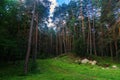 Pine forest and big boulders in beautiful day light Royalty Free Stock Photo